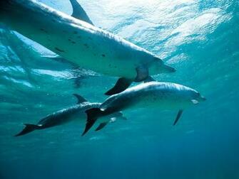 Pictures Dolphin Wallpaper Car