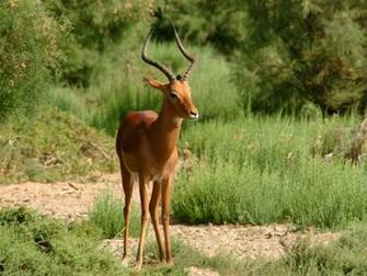 Wildlife Wallpaper For Desktop HD Widescreen