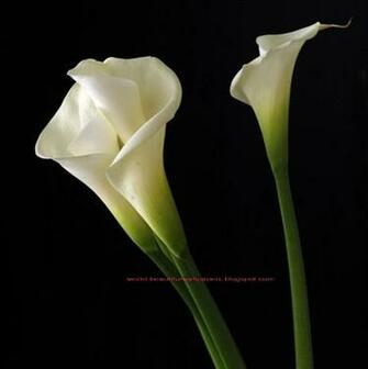 Beautiful Wallpaper Calla Lily Flowers