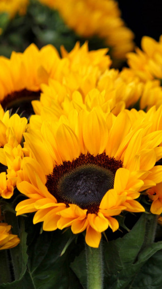 Majestic Sunflowers And Roses Arrangement Wallpaper