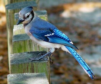 Blue Jay Bird Feeder Wallpaper For Mobile HD