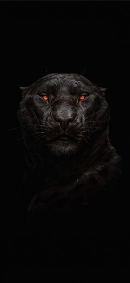 Puma Animal iPhone Wallpaper