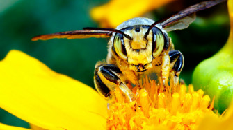 Bee HD Wallpaper