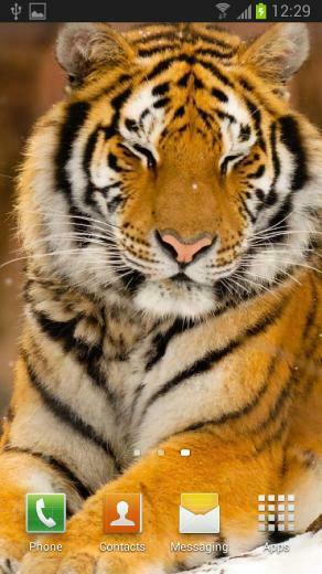 Tiger Live Wallpaper Android Apps On Google Play