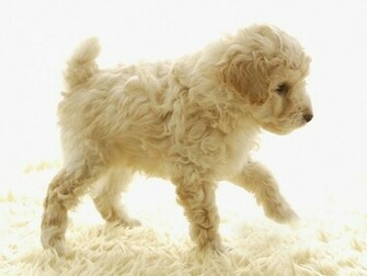 Description Hugable Loveable Poodle Wallpaper