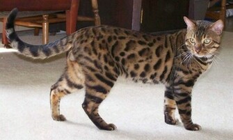 Bengal Cat Image Wallpaper HD Fine