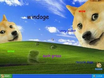 Doge Meme Windows Desktop Pampered Pooch