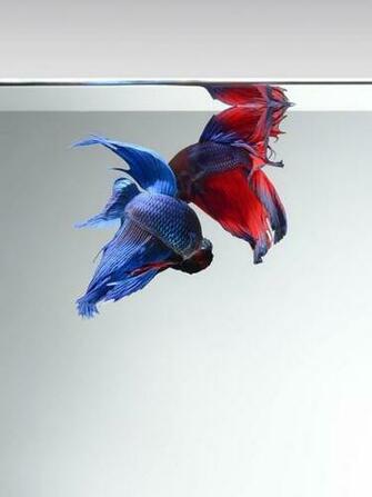 iPhone 6s Announced With Betta Background Live Tropical Fish