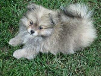 Pomeranian Mix Dogs HD Wallpaper Dogbreedswallpaper