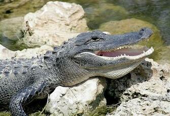Alligator HD Wallpaper