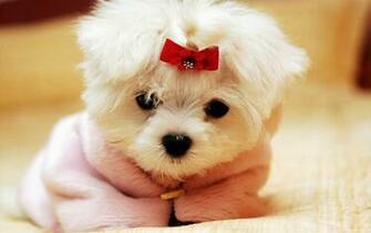 Puppy Dogs HD Desktop Wallpaper Pictures