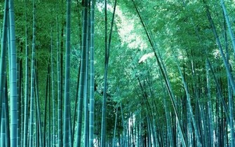 Beautiful Wallpaper For Desktop Bamboo Tree HD