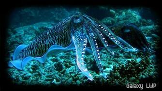 Octopus Wallpaper For Android Apk