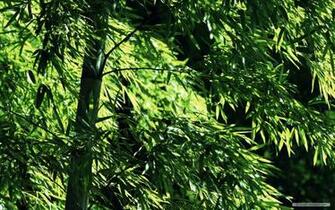 Wallpaper Nature Bamboo Forest