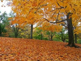 Pin Fall Central Park New York HD Wallpaper N