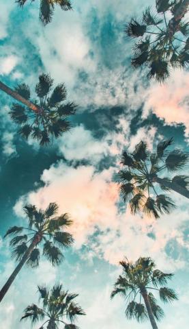 Palm Trees Wallpaper