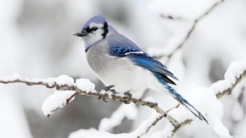 Blue Jay Wallpaper