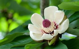 Exotic White Flower Wallpaper