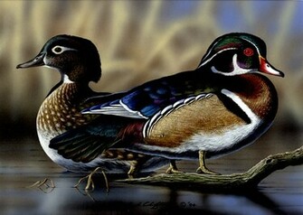 Wood Ducks Beautiful