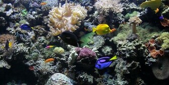 Stock Footage Coral Reef Motion Background Videohive