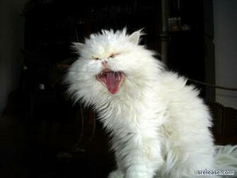 Persian Cat Screen Saver Desktop Savers Other