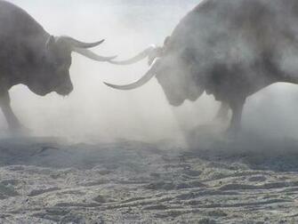 Bulls HD Wallpaper
