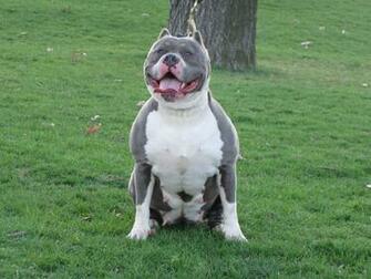 Wallpaper Pitbull Blue Nose Amstaff Uk