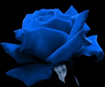 Bollywood Cellebrity Blue Rose Wallpaper