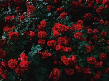 Rose Candle Scent Oz Red Roses Background Dozen
