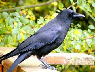 Beautiful Wallpaper For Desktop Crow HD