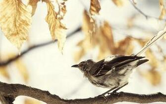 Mockingbird Wallpaper