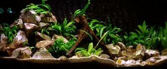 Best Looking Aquarium Background Wallpaper