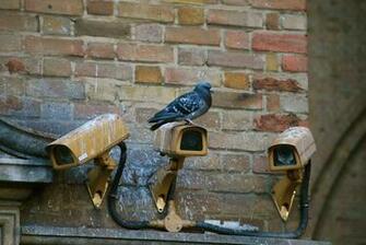 Gray Pigeon On Brown Cctv Camera Pigeons Are Government Spies