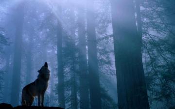 Animal Wallpaper Widescreen Dual