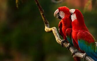 Wallpaper Birds Branch Beak Parrot Green Winged Macaw Image