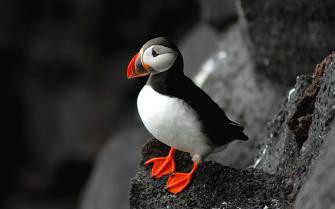 Puffin Background Wallpaper