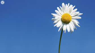 Desktop Daisy HD Wallpaper