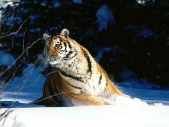 Big Cats Image Cat Wallpaper HD And Background