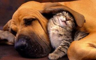 Wallpaper Mit Hund Und Katze Warmen Miteinander Sie Sind Die