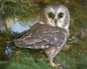 Wallpaper Best Size Owl