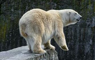 Wallpaper Polar Bear Stone Tambako The Jaguar