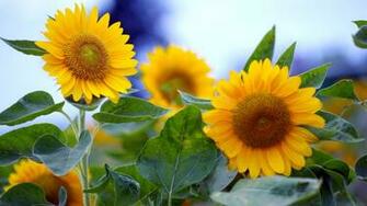 Sunflower Wallpaper Desktop