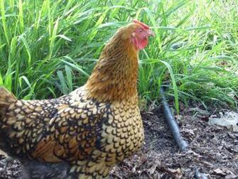 Hen HD Wallpaper Pictures