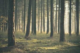 Nature Forest Tree Trunks Trees Pine Wallpaper