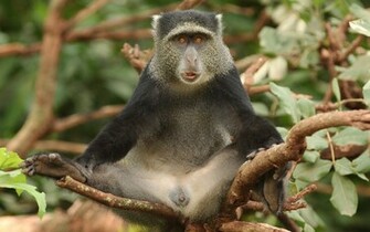 Animals Monkeys Wallpaper