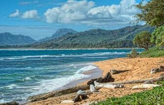 Driftwood On A Beautiful Yellow S Beach Kauai Hawaii Desktop