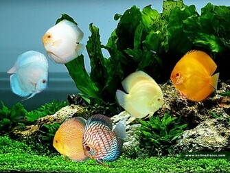 Welcome To Online Discus Fish Wallpaper