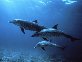 Animals Dolphin Picture Nr