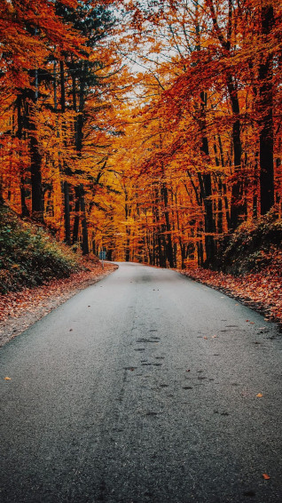 Autumn Phone Wallpaper