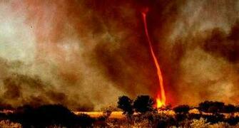 The Flying Tortoise One Of Nature S Scariest Phenomenons